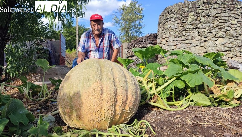 José Martín Miranda recolecta en Villarino una nueva calabaza gigante