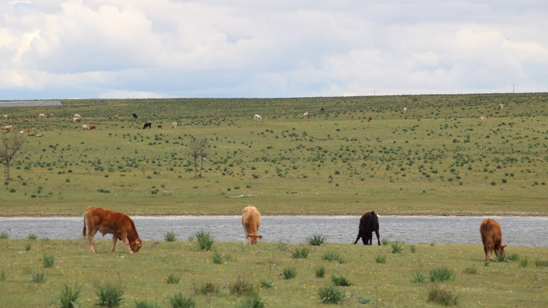 Nueva subida generalizada de los precios del cereal aunque contenida, por lo que llegue de Ucrania
