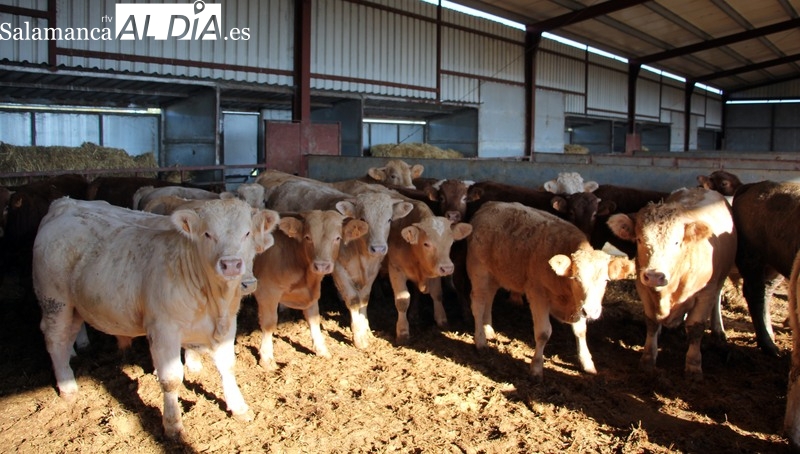 La Junta de Castilla y León subvenciona el cebo de terneros de la propia explotación con 9,8 euros por animal