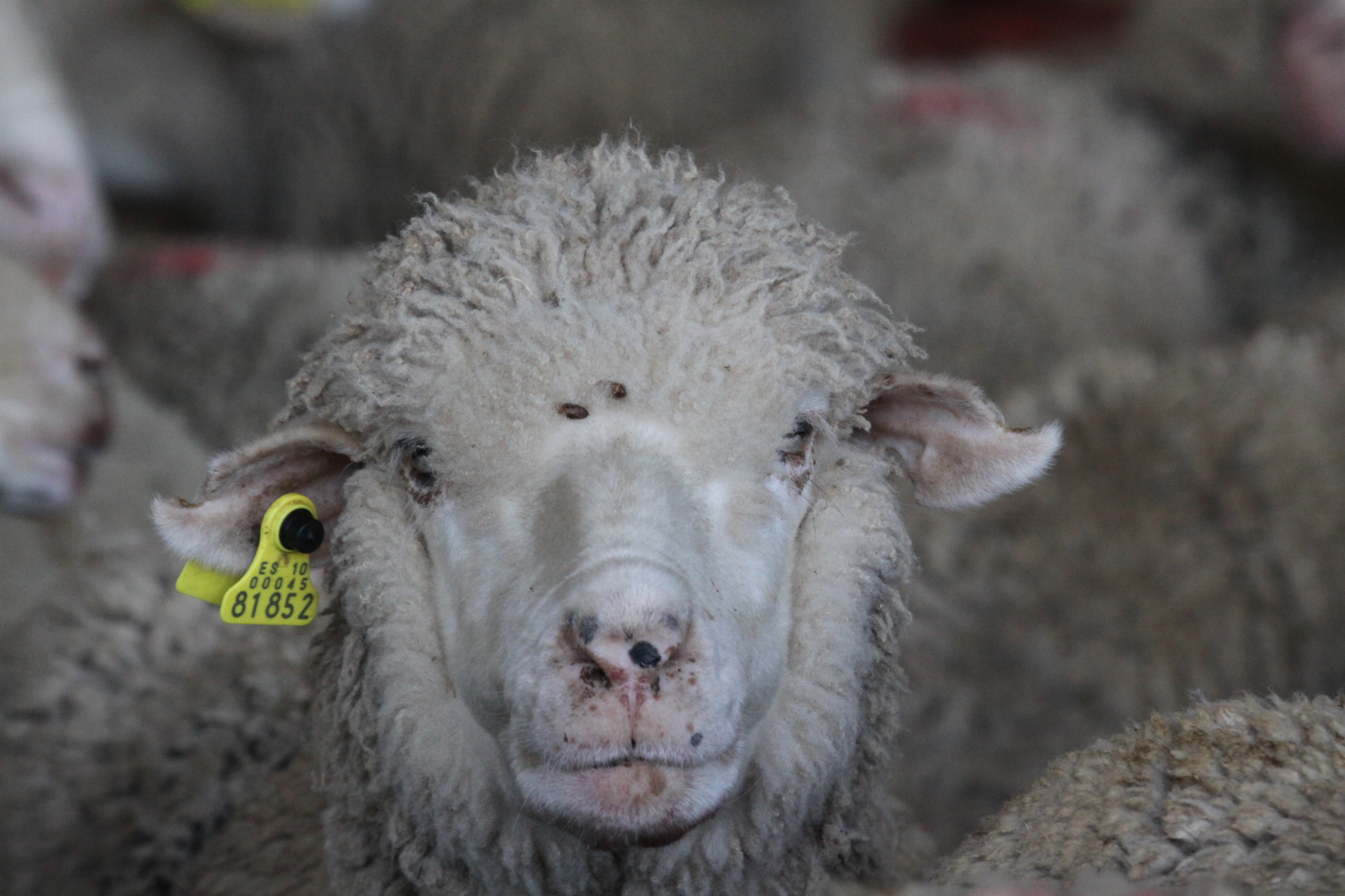 Breve historia de los Merinos de Rambouillet