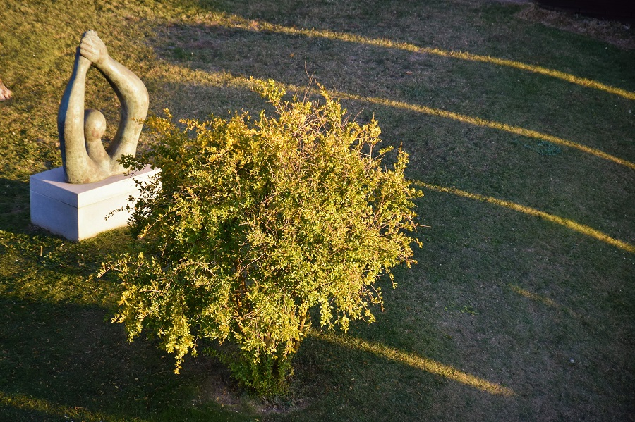 La música de los ruedines