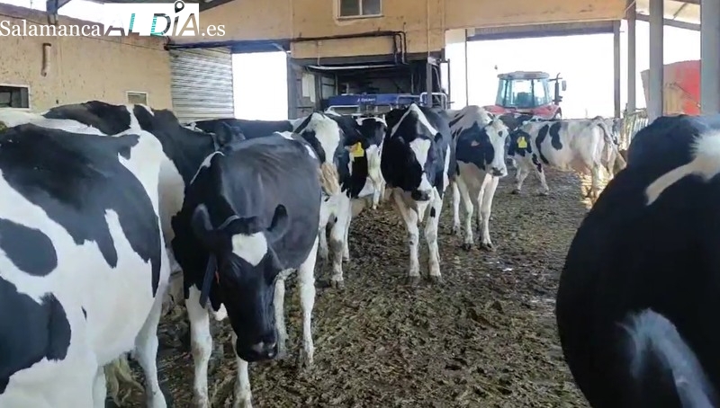 Los falsos positivos de tuberculosis bovina ponen contra las cuerdas a una explotación de vacuno de leche en Terradillos 