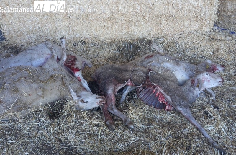 El lobo vuelve a atacar en Monleras y deja cuatro ovejas muertas y una herida