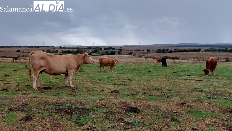 Comienza a cotizar el girasol y el cereal mantiene los precios al alza con el vacuno para sacrificio y lechazos