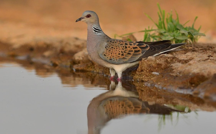 Las tórtolas: símbolo del amor y de una maldición milenaria