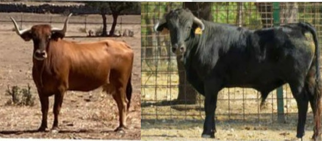 Pedrotoro recupera la cita taurina en la vuelta a la normalidad de sus fiestas patronales