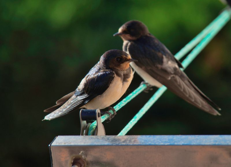 Poesía cotidiana en el aire
