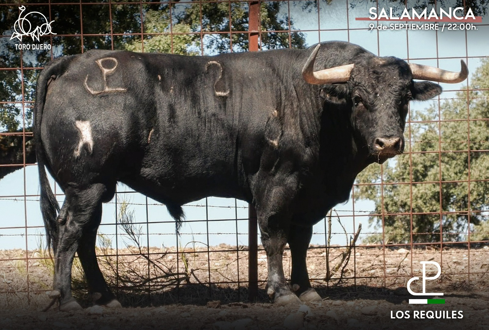 Estos son los toros del concurso de cortes Ciudad de Salamanca de este viernes