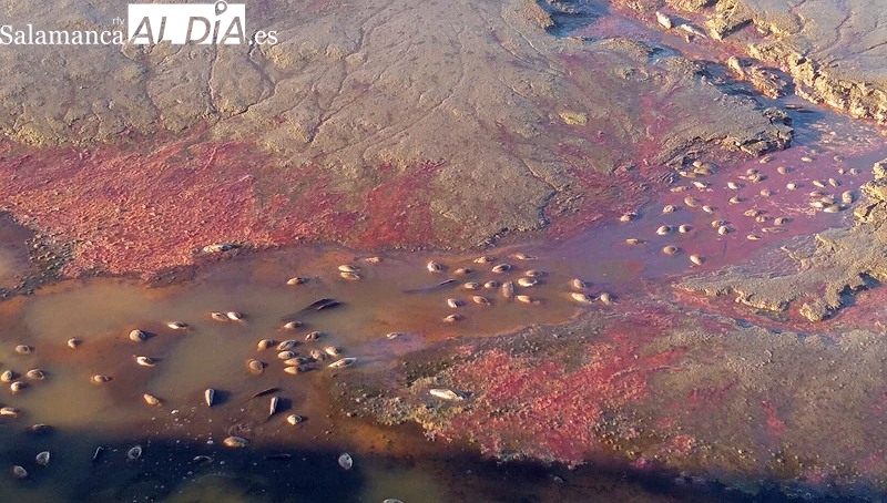 La presa de Almendra vierte al Duero en una semana 124 Hm3 a través de la central hidroeléctrica de Villarino