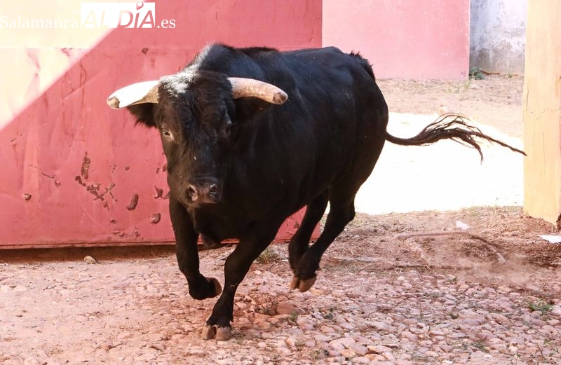 Sorteo y apartado de los toros para la sexta de abono de la Feria de Salamanca