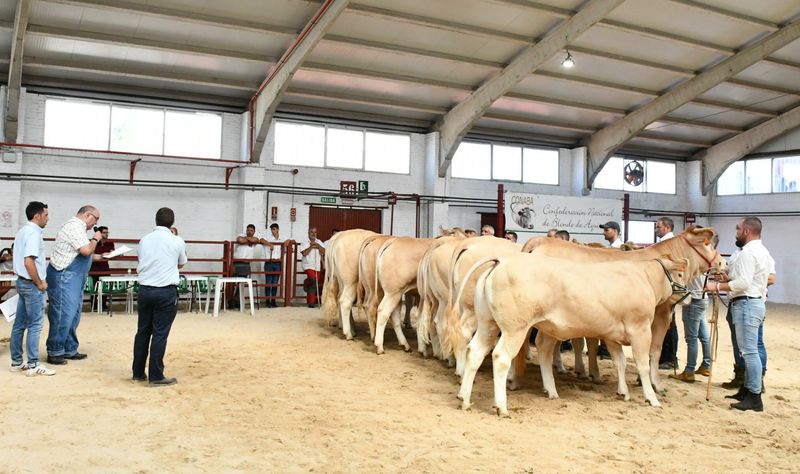 Un ganadero salmantino, entre los ganadores del XIV Concurso Nacional de Raza Blonda de Aquitania