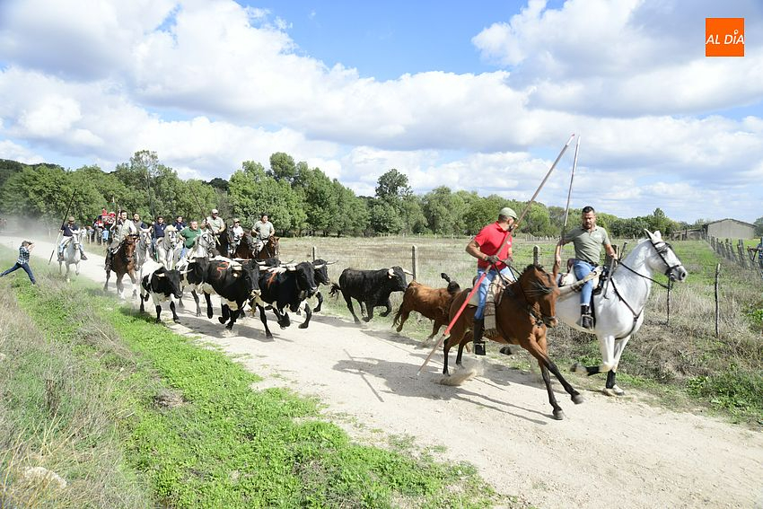 Ágil encierro a caballo en Espeja brindando grandes estampas de campo