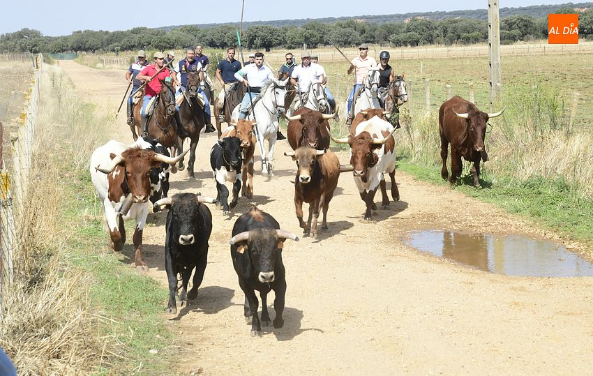 Arropado encierro a caballo con tres novillos en Aldehuela de Yeltes