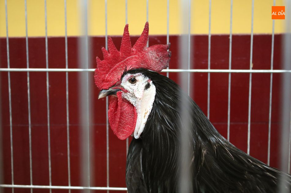 Avicoalba anuncia el regreso de la feria de avicultura tras dos años de parón