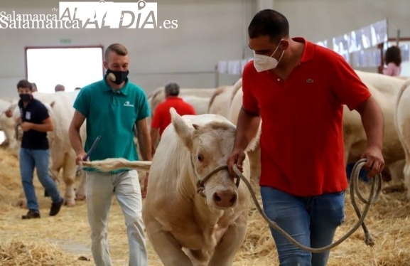 Subida generalizada del cereal y de la carne de vacuno