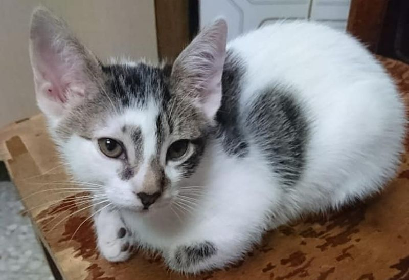 Recogidos 700 kilos de alimentos para mascotas que facilitarán la labor de la Fundación Luna