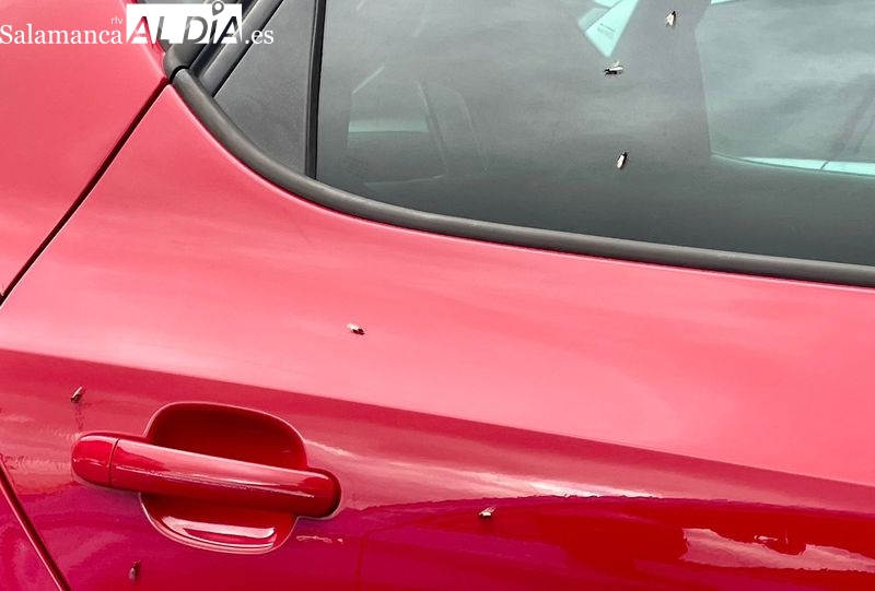 Llegan a Salamanca las hormigas con alas