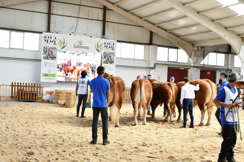 Estos son los ganadores del XXX Concurso Morfológico Nacional de Raza Limusina (machos)