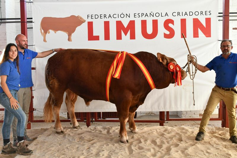 Nogal y Olaia, campeón y campeona del 30 Concurso Nacional de Raza Limusina