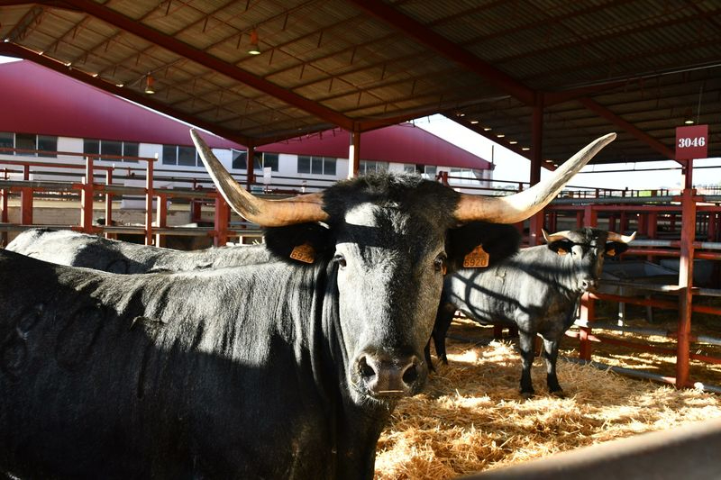 Resultados XXXVIII del Concurso Nacional de Raza Morucha