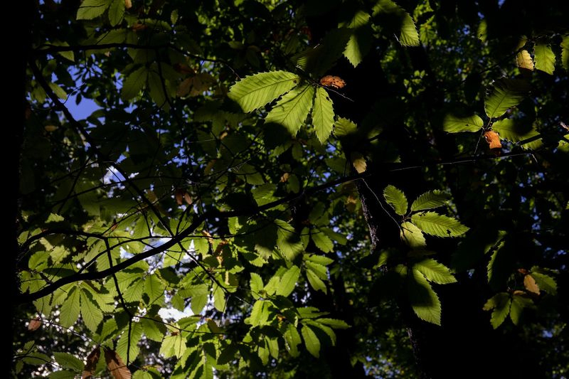 ¿Cómo será el próximo otoño?