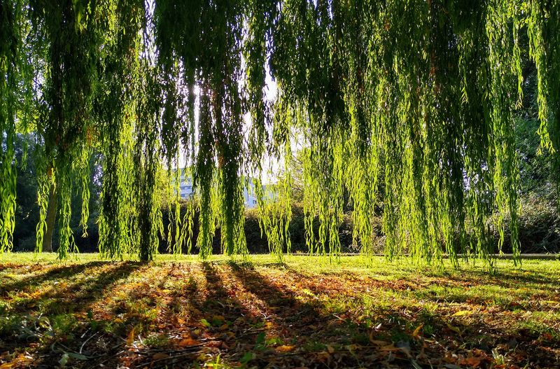 La elegancia del sauce