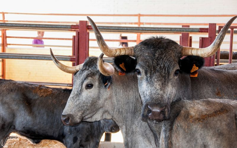 Programa completo de actividades de la Feria Salamaq 2022