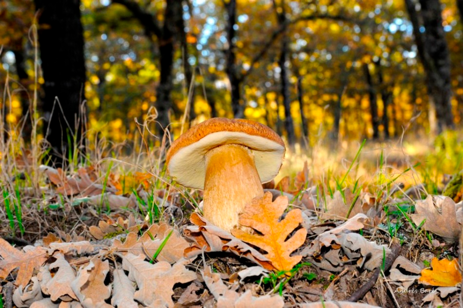 Los espacios naturales de Salamanca para los aficionados a la micología que no te puedes perder este otoño