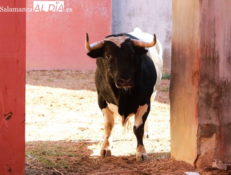 Sorteo y apartado de los toros para la tercera de abono de la Feria de Salamanca