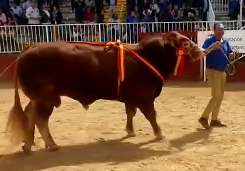 La puja máxima en raza limusín alcanza los 14.100 euros en la subasta nacional de vacuno de Salamanca