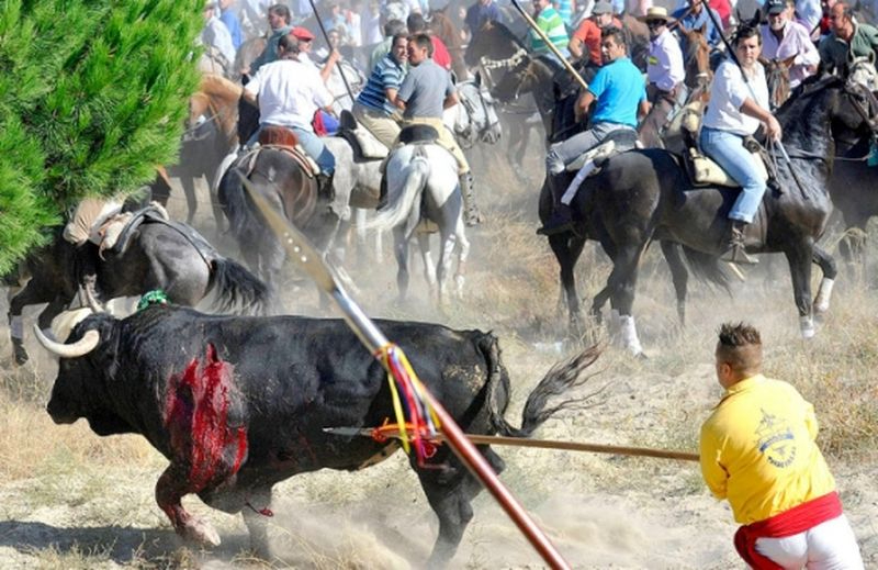 Archivadas las diligencias abiertas tras la denuncia del Gobierno por el Toro de la Vega