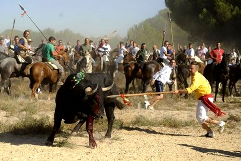 Suspendido de manera cautelar el nuevo reglamento del Toro de la Vega