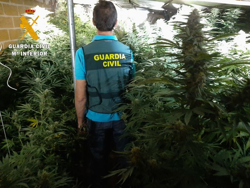 Cuatro salmantinos detenidos por comerciar con marihuana cultivada en tres plantaciones en la Armuña