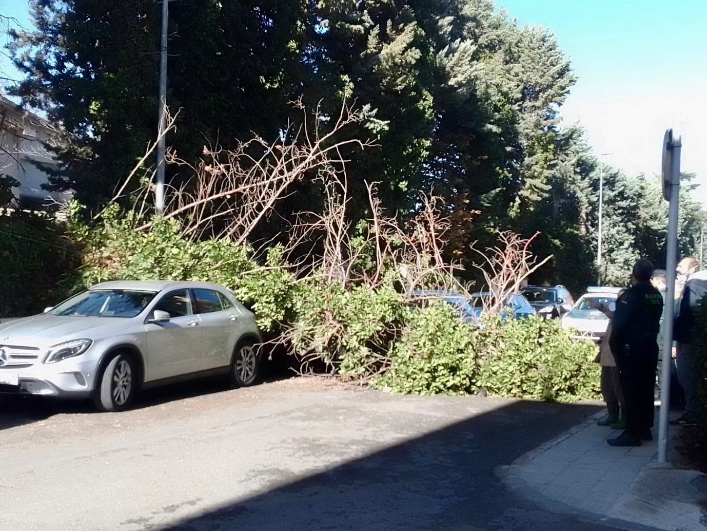 La caía de un árbol encima de varios coches moviliza a Bomberos y Guardia Civil en la Avenida Velazquez 