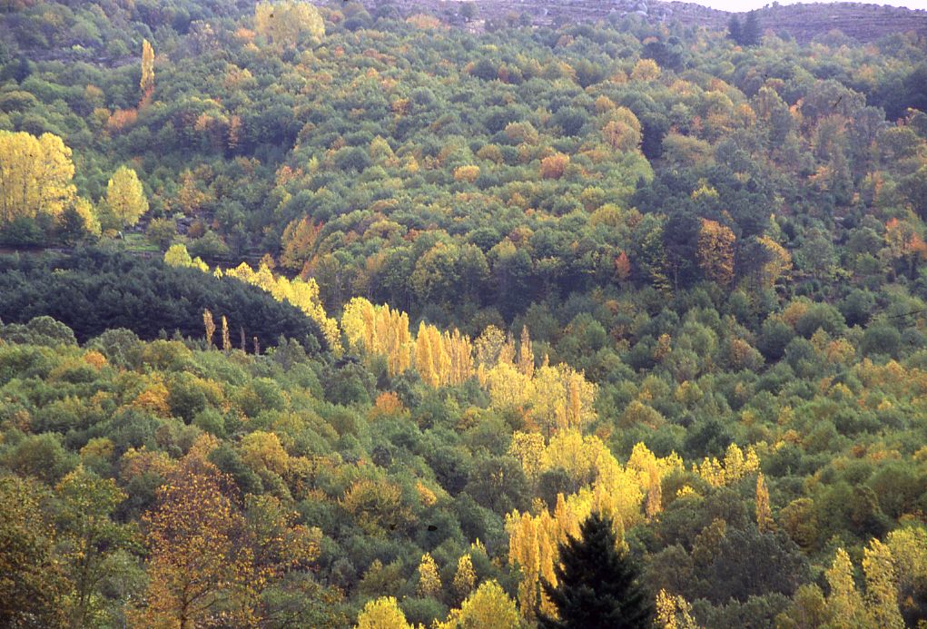 Arquitectura vernácula 