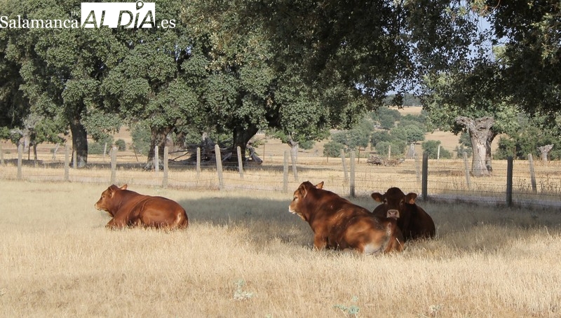El cereal empuja con una nueva subida de precios al vacuno de sacrificio