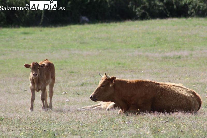 El cereal mantiene la tendencia al alza de precios con el vacuno de sacrificio