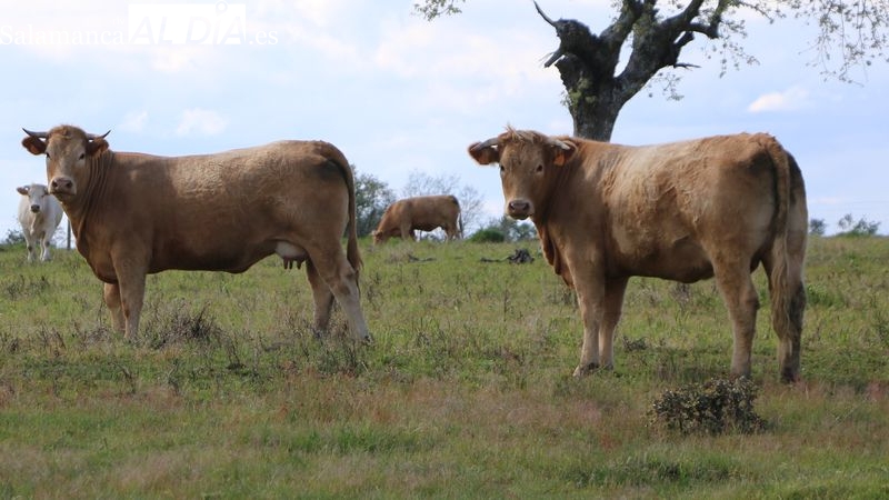 El cereal se da un respiro y el vacuno de cebo rompe meses de estabilidad 