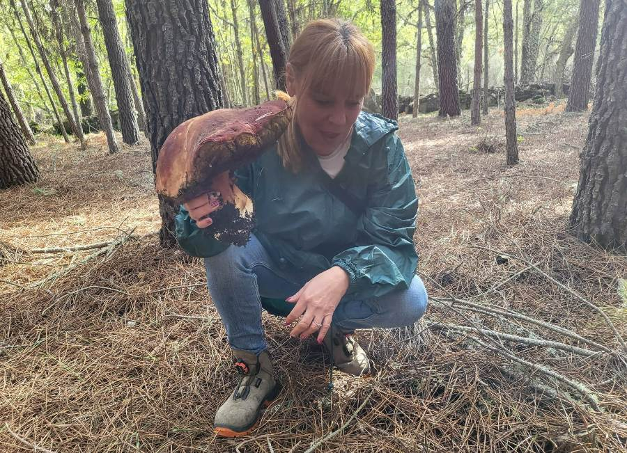 Recolectada una seta de 2,2 kilos en Navasfrías