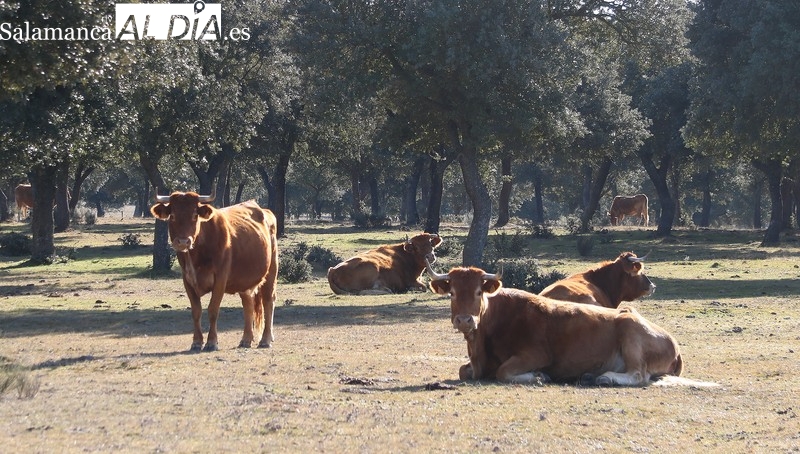 El vacuno de sacrificio se estanca a pesar de una nueva subida generalizada del cereal