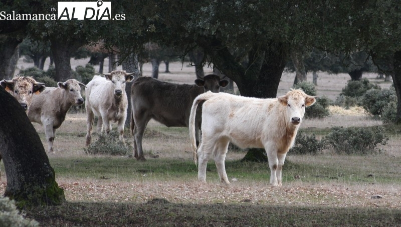 El vacuno para sacrificio sigue la estela de una importante subida en el cereal