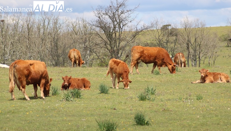 Arranca en Vitigudino la I Semana Internacional de la Carne