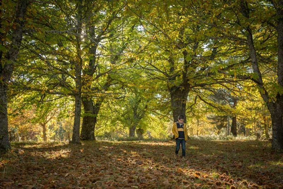 Destinos para recoger y degustar castañas en Salamanca, el fruto por excelencia del otoño 