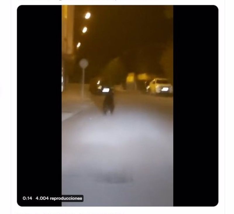 El vídeo viral de un oso en el centro de Ponferrada (León)