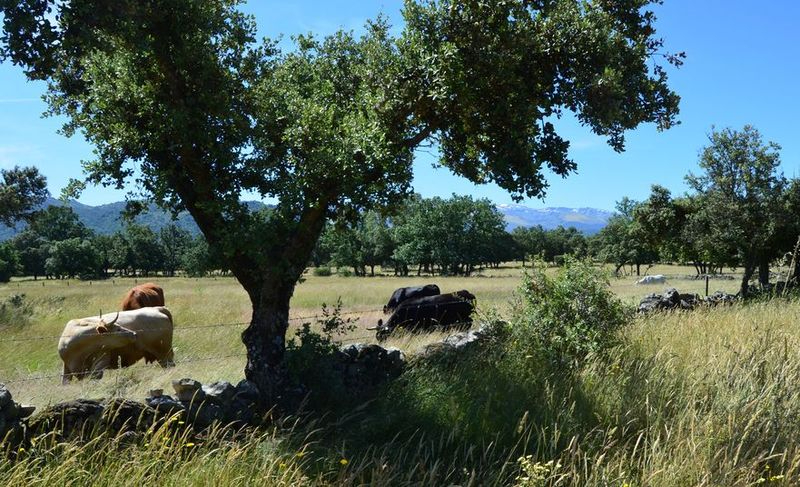 Permitida la excepcionalidad de ciertos movimientos de ganado en el área del foco de lengua azul 