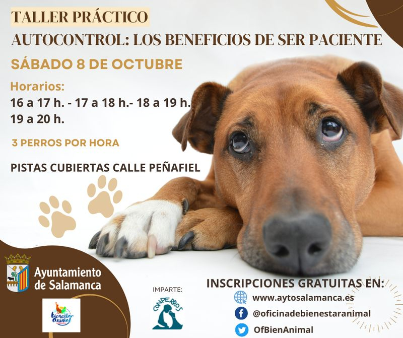 Taller práctico de autocontrol para enseñar a los perros a actuar correctamente ante cualquier estímulo
