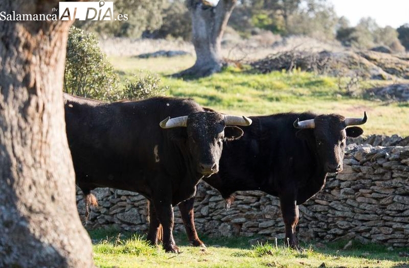 Cita para los aficionados en el Museo Taurino de Salamanca