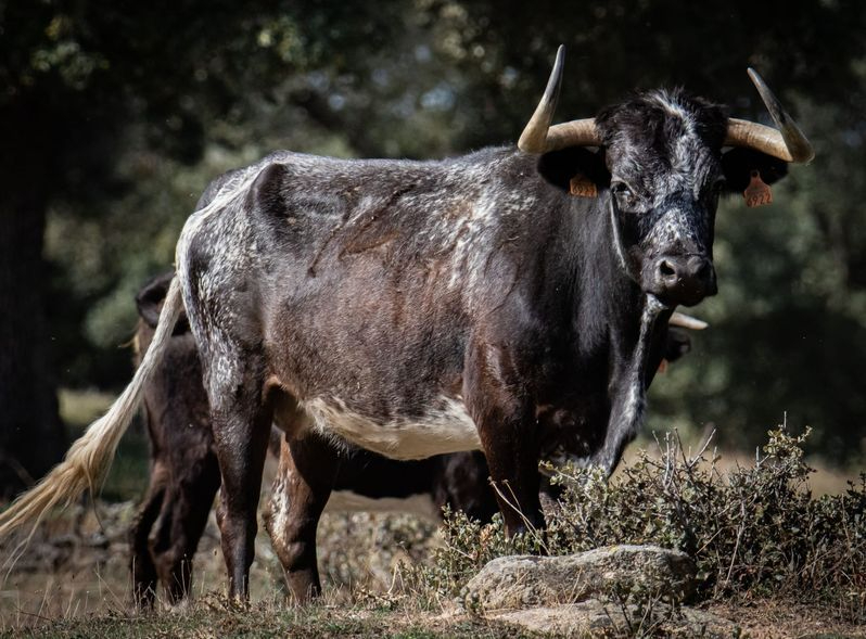 Cuatro espectaculares vacas de Barcial para el encierro y la capea del día 22