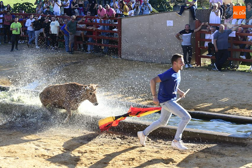 Pedrotoro consolida en sus fiestas la cita taurina a tope de público