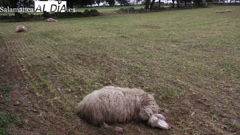 La Comisión Europea cambiará el estatus de protección del lobo con el fin de mitigar los daños a la ganadería 